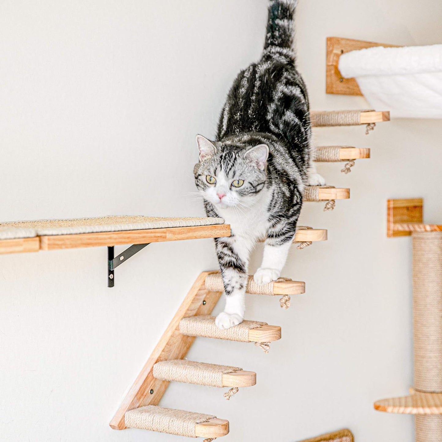 Cat Climbing Shelf Wall