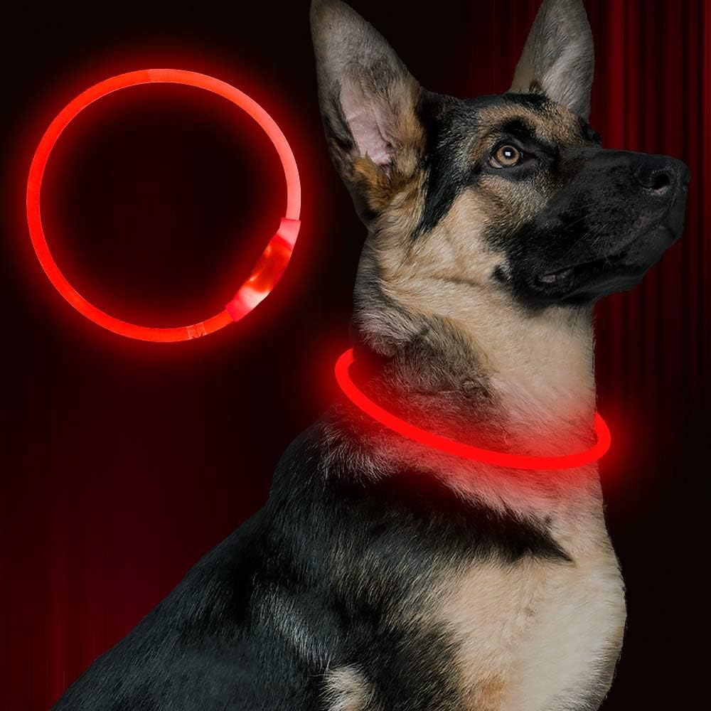 Dog LED Collar