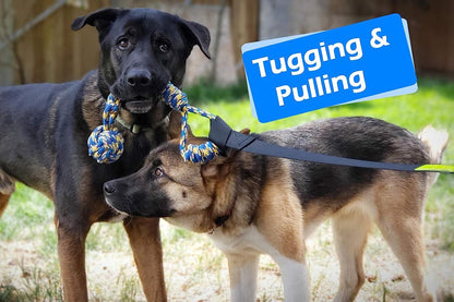 Dog Outdoor Bungee Tug Toy